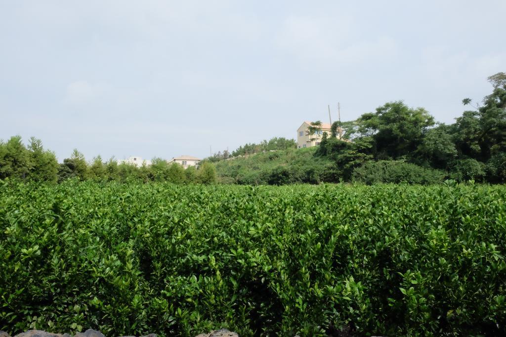 Villa Aewol Mihas Jeju Exterior foto